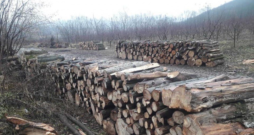 Peste 70 de hectare de pădure sunt defrișate zilnic în Republica Moldova